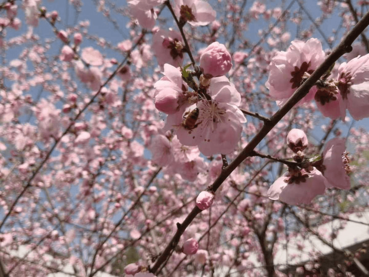 吃桃季节到 这么多种桃子 却和春天的桃花没关系 桃树