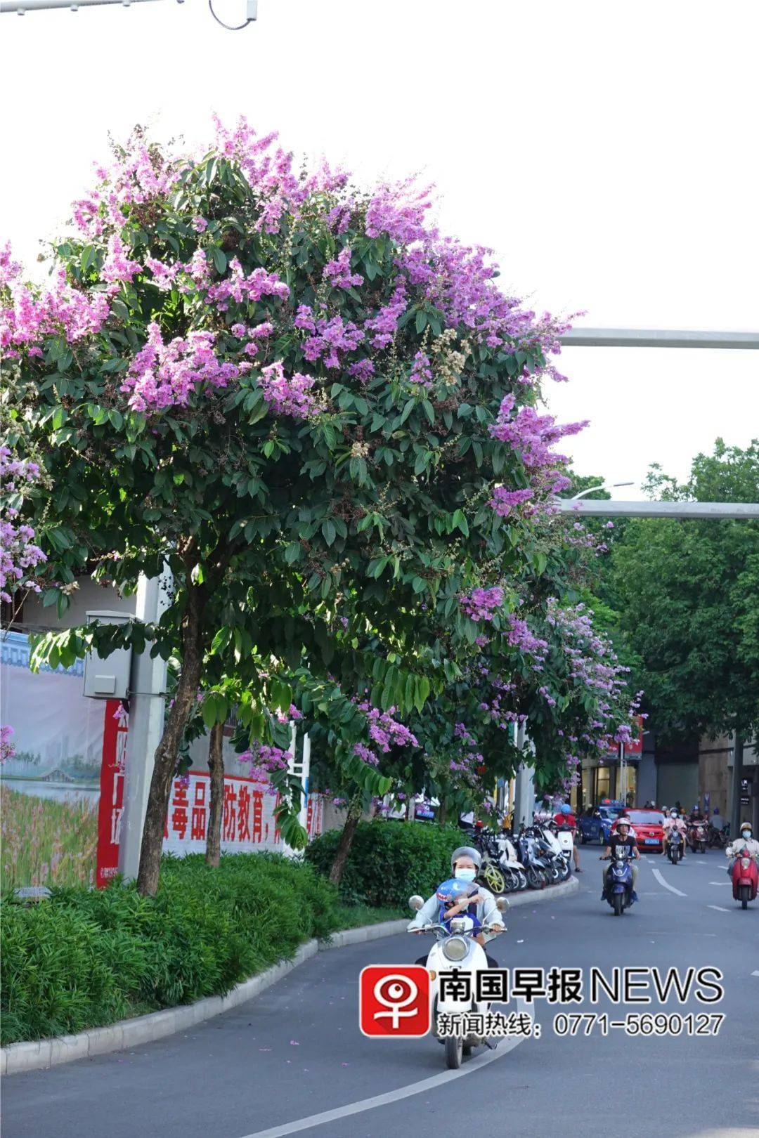 炎炎夏日 各种鲜花扮靓南宁 荷花