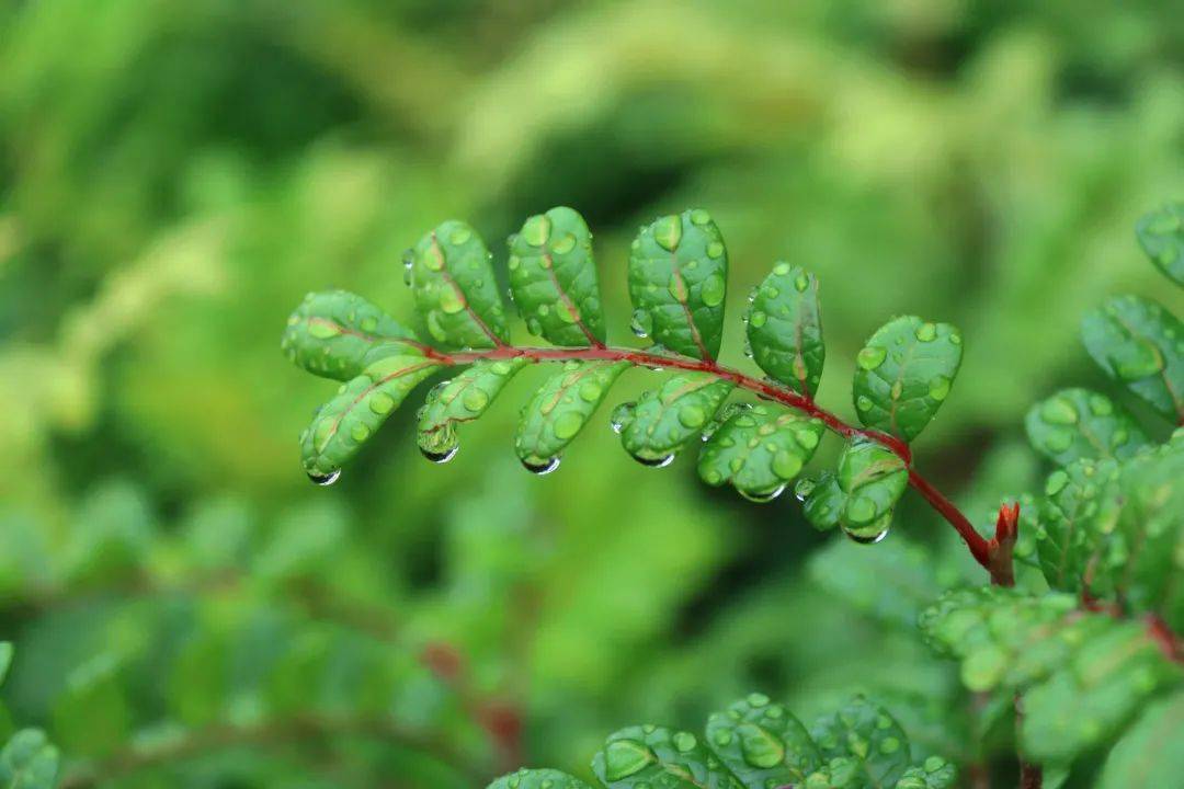 的心间沉浸在浪漫的夏日梦境中summer骤雨初歇以水为镜镜子里有什么?