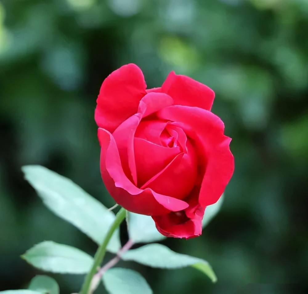 钻石玫瑰,名叫玫瑰,实为微月,与玫瑰之比毫不逊色_月季