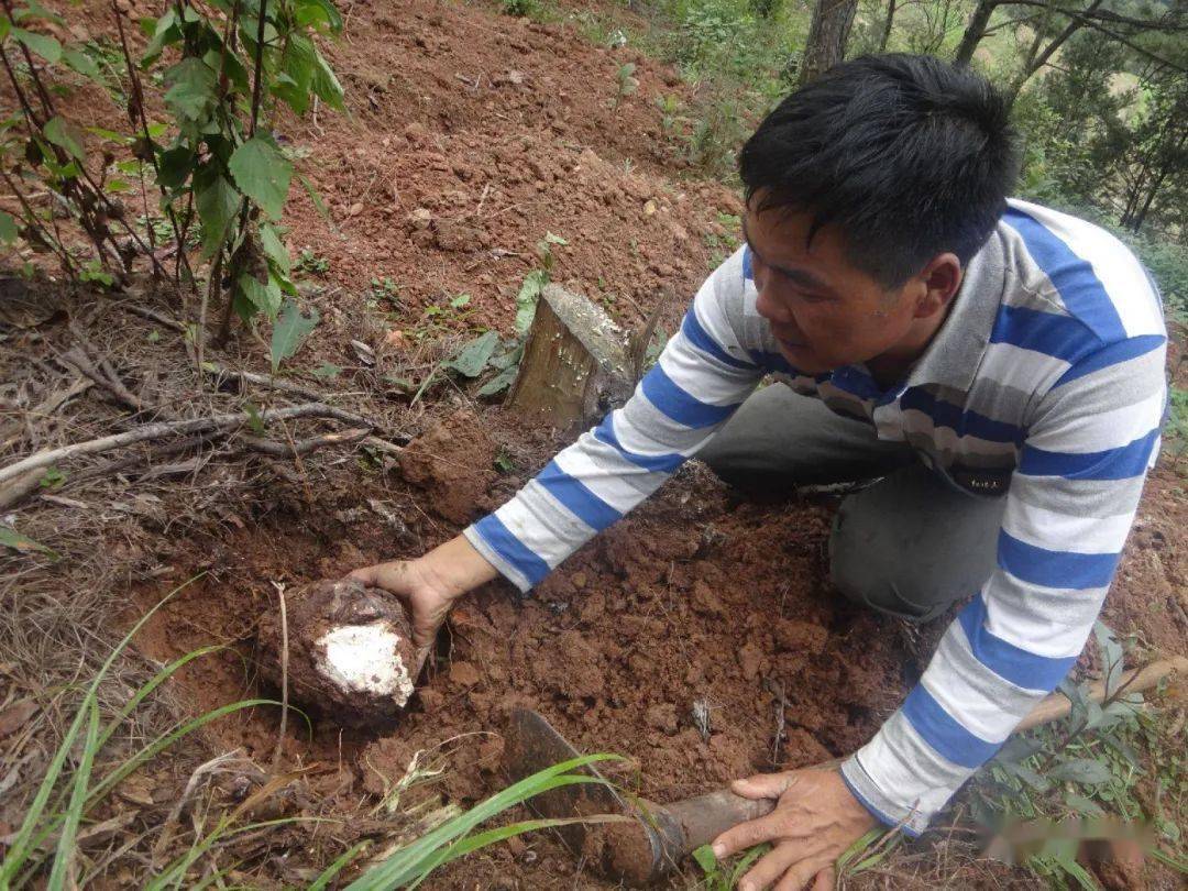 20年价格涨50倍,生在松树林里,深受喜爱值得重视,见到记得采挖_茯苓