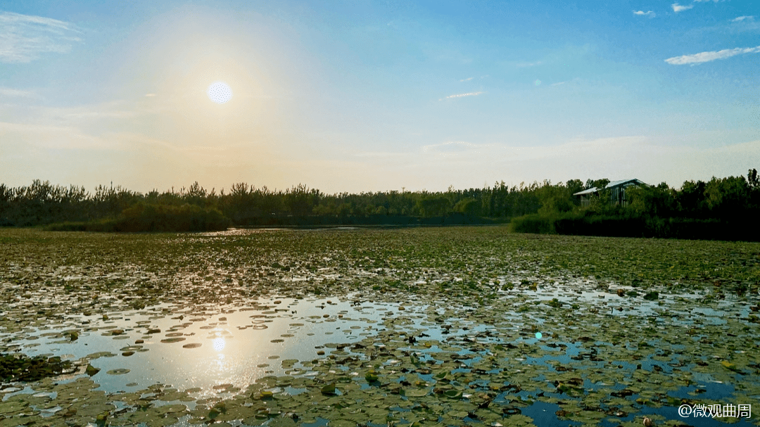 曲周莲花湖公园简介图片