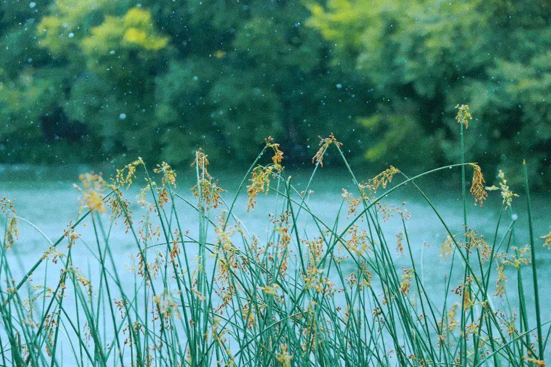 轻尘栖弱草 来自搜狐网