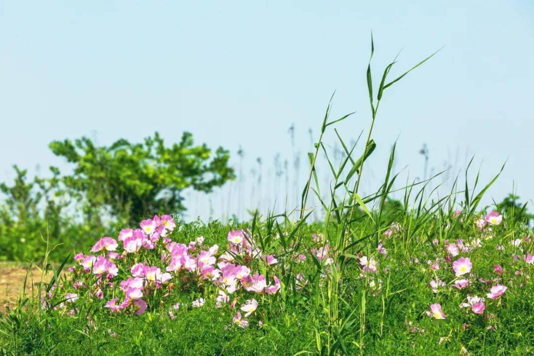 夏日凉风,吹进浪漫北太湖