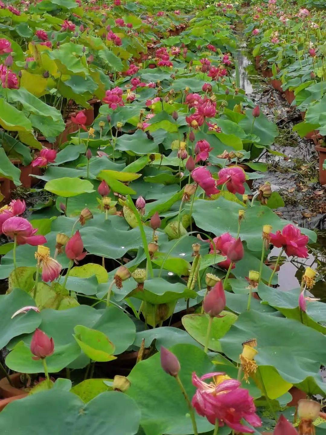 蚌埠韵莲荷花园,位于曹老集镇人民政府以北100米,蚌固路以西,占地面积