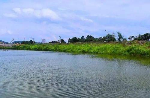 为什么有些养殖户会往鱼塘里面撒尿素