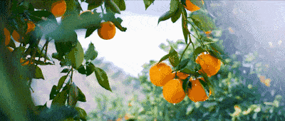 香薰|【992 | 分享】驱蚊“金刚罩”，安全不刺激，驱蚊又止痒，蚊子遇见它，连夜搬了家！