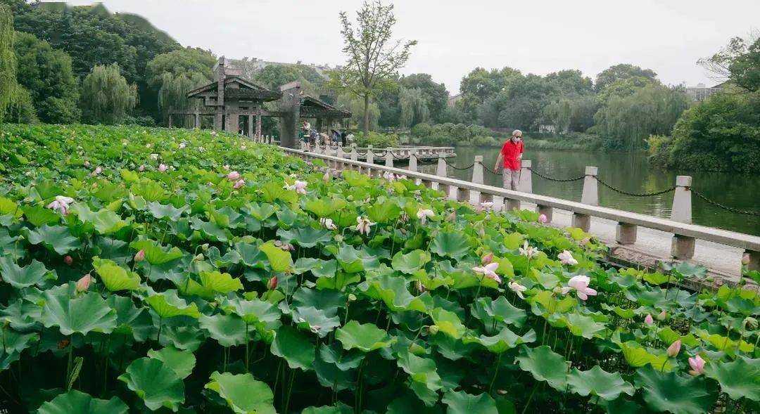 金坛的南洲公园和春风公园的荷塘,总面积达两万多平方米,品种主