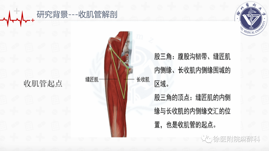 收肌管位置示意图图片