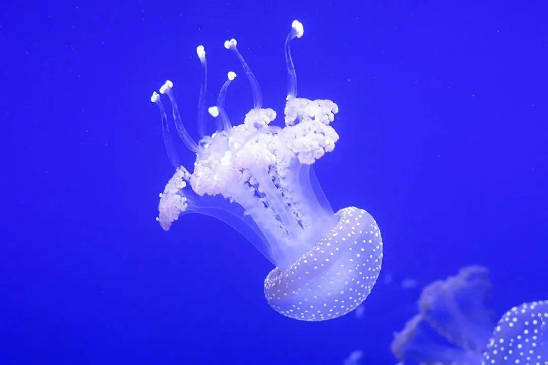 海洋资讯1495那些高颜值的海洋生物