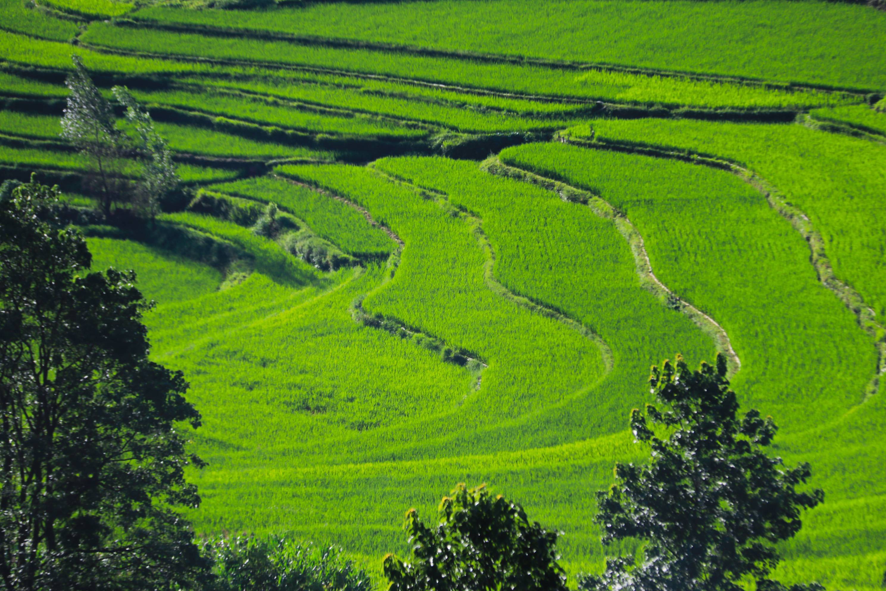 黔西雨朵:夏日梯田美