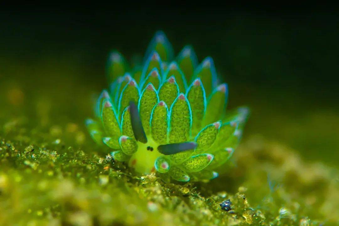 海洋资讯1495那些高颜值的海洋生物