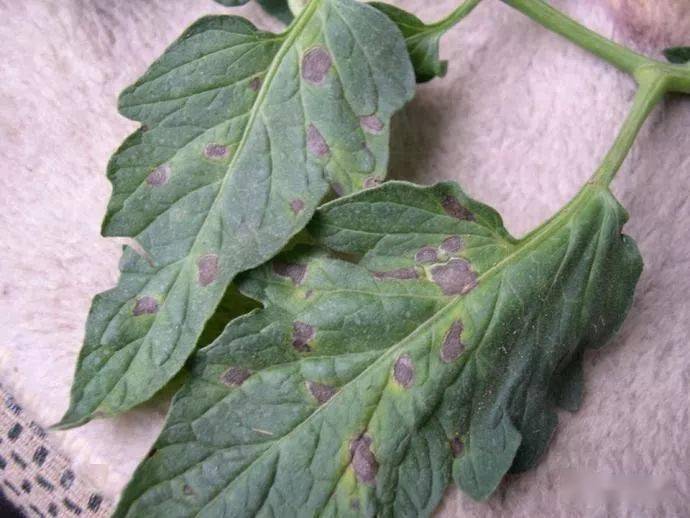 快速区分西红柿晚疫病与早疫病