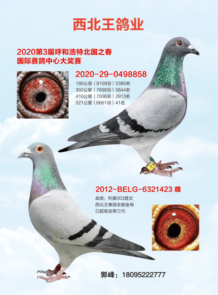 成功的三个秘诀专访宁夏西北王鸽业名家郭峰