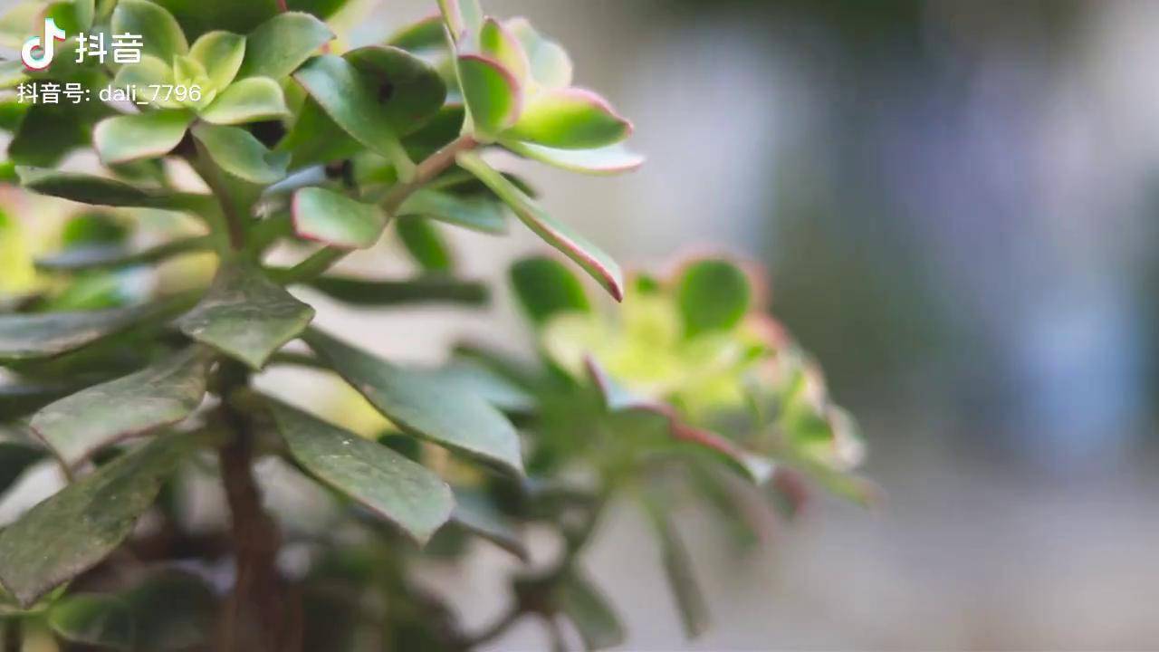 一苦二甜三回味茶道悟人生帶你嚐遍世間酸甜苦辣白族三道茶茶生活大理