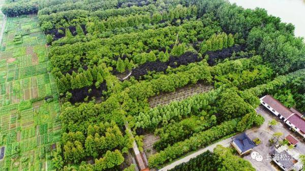 游客|【便民】松江首个开放式休闲林地建成，免费对外开放