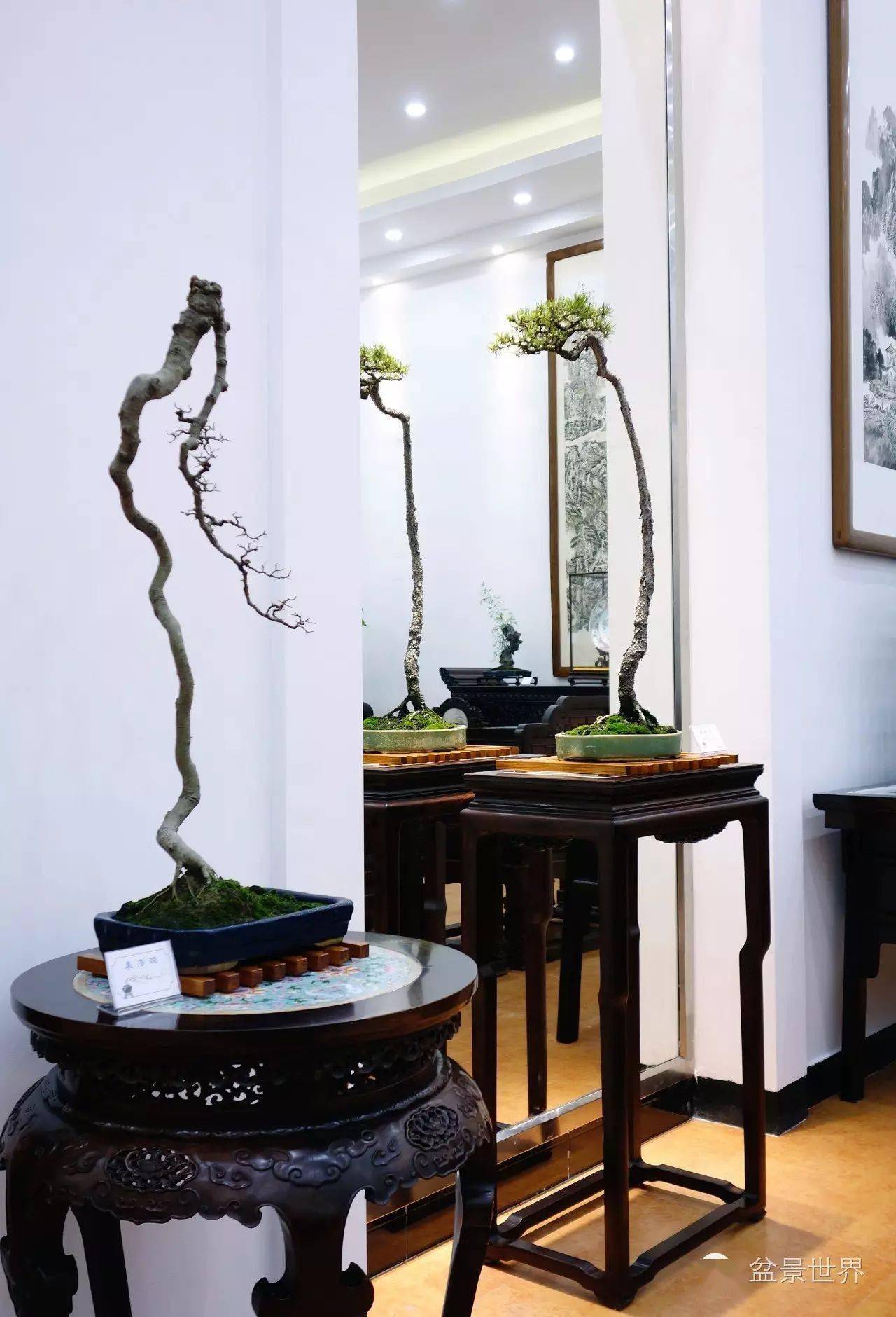 文人树与素仁格,这个高逼格的雅集,这个夏天的一股清流_盆景