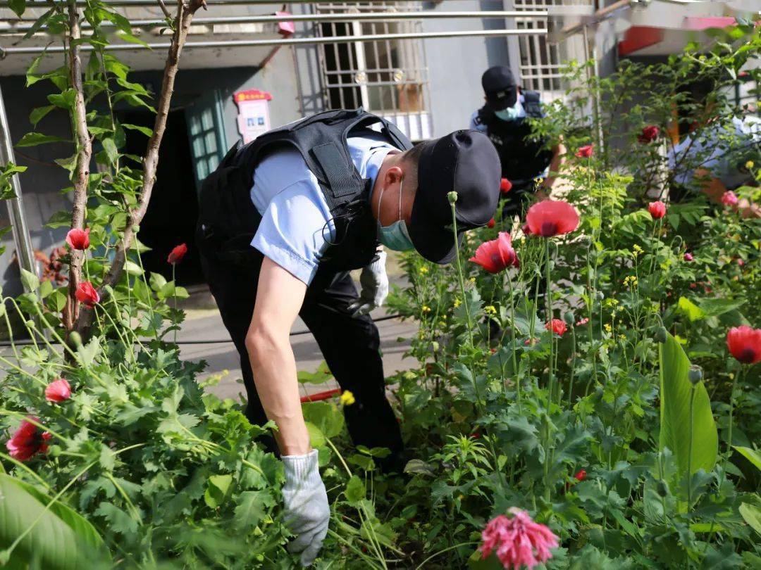 临江公安铲除野生罂粟1000余株