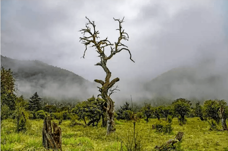 摄影郭光辉主题摄影画册树魂