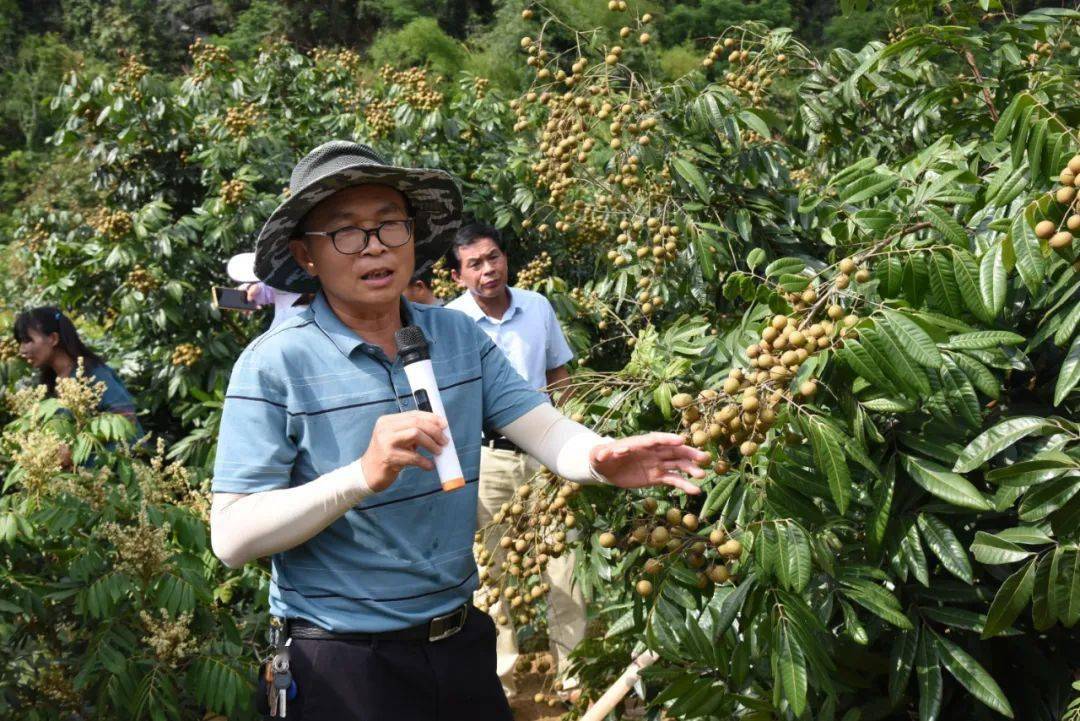 广西早熟优质龙眼新品种桂丰早现场观摩会在大新县召开