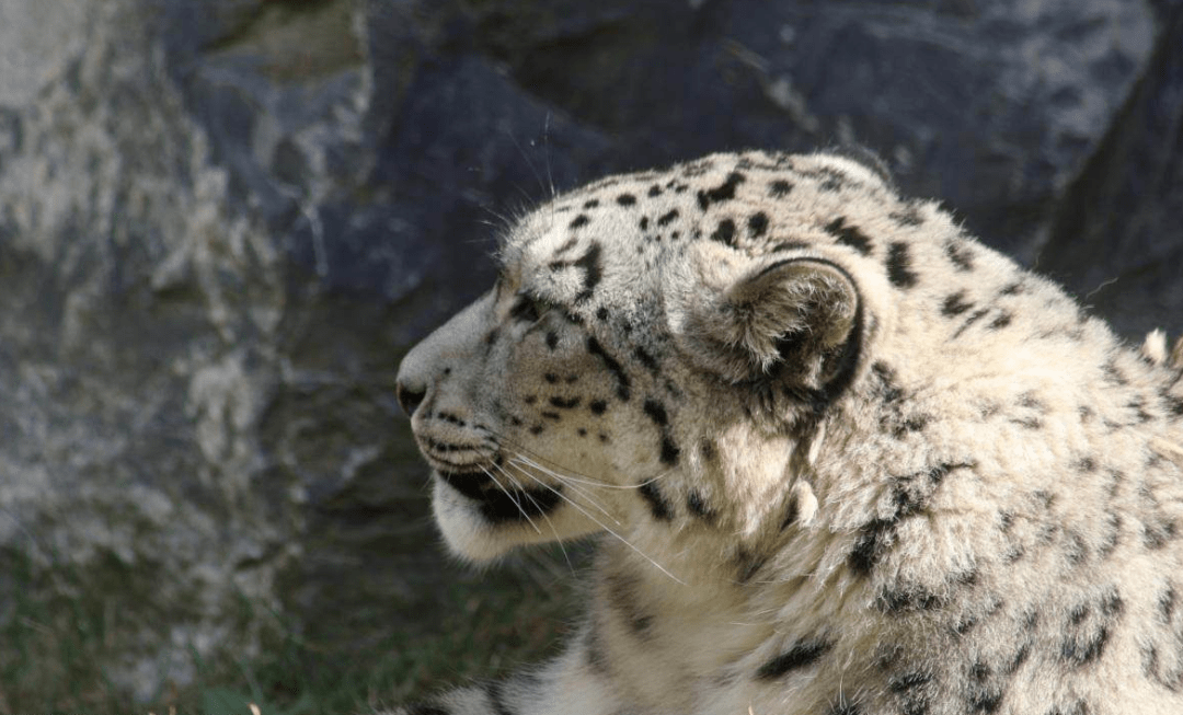 从杭州的"只见金钱不见豹",到安徽蚌埠和河南淅川的老虎伤人,再到云南