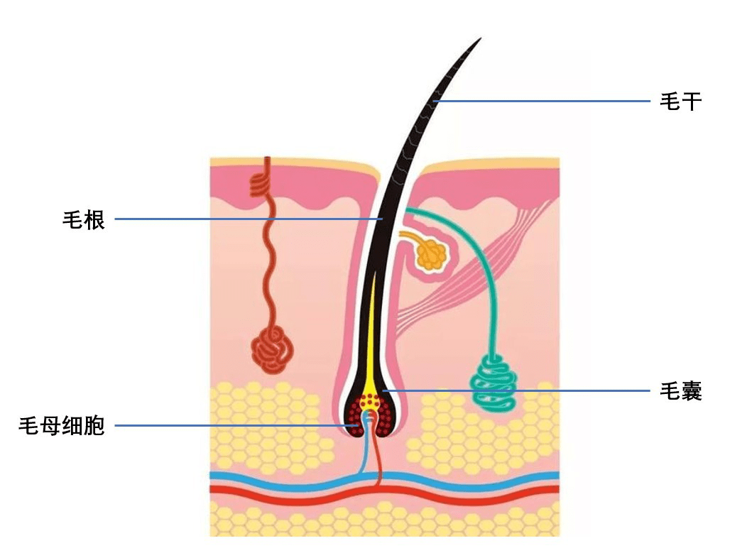 脱毛仪可以永久脱毛吗值得买吗
