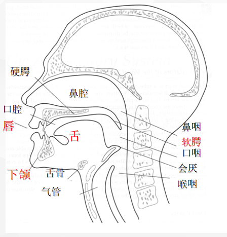 淄博市妇幼保健院:什么是构音障碍?_言语