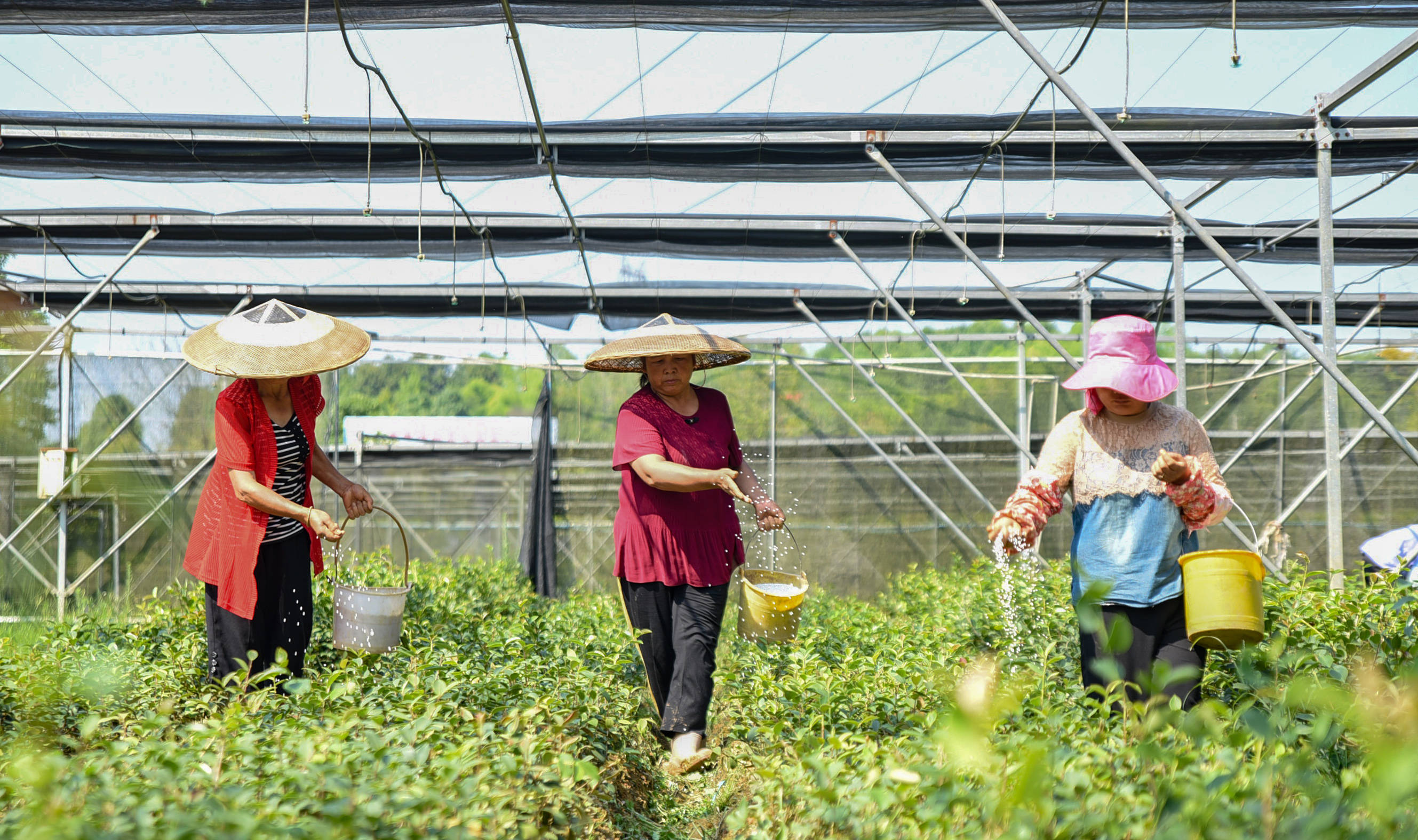 贵州玉屏:油茶苗圃管护忙