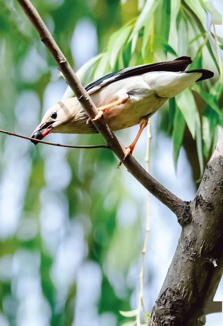 鸟类摄影67丝光椋鸟