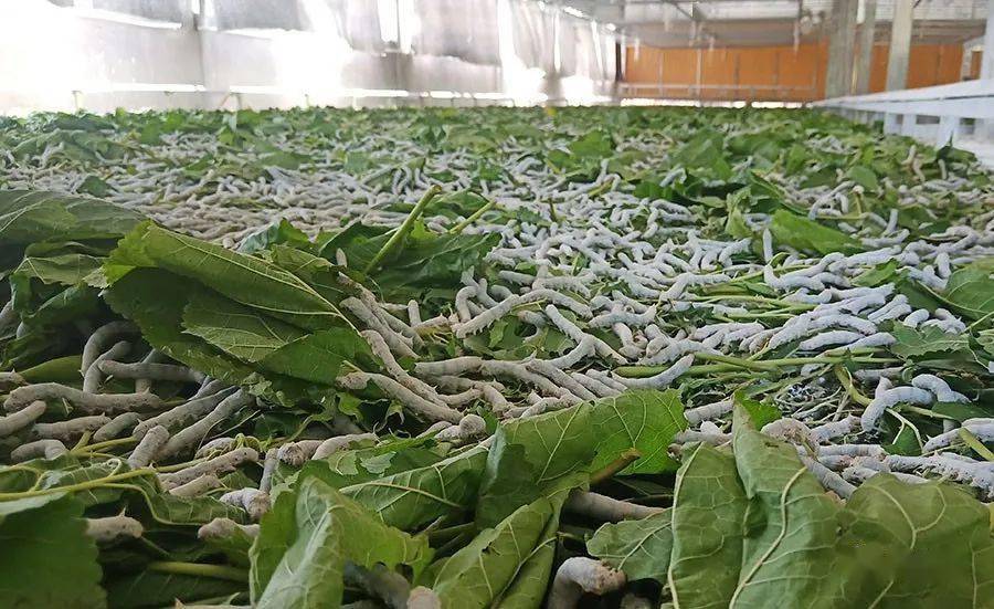 我为群众办实事水浸坪乡养蚕推开致富门环保构建宜居家