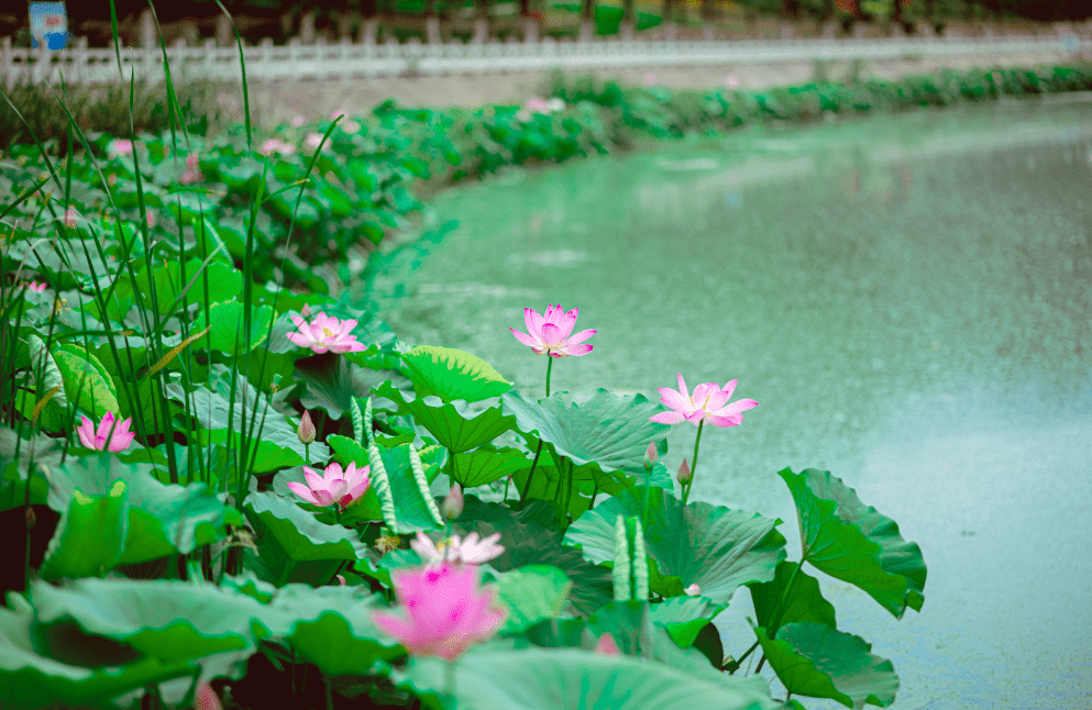 涉县这几个地方荷花盛开啦!美爆你的朋友圈!