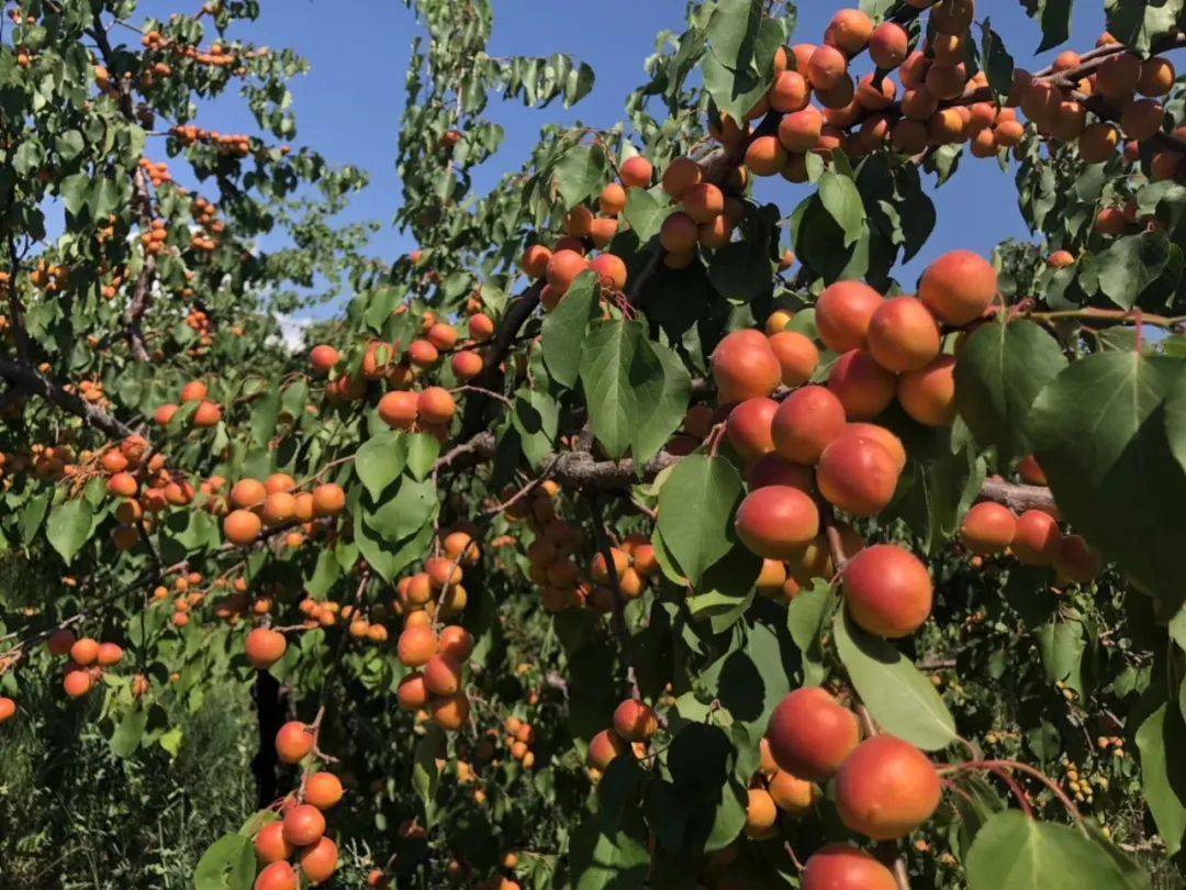 又到了吃小红杏的季节我的嘴已经准备好了