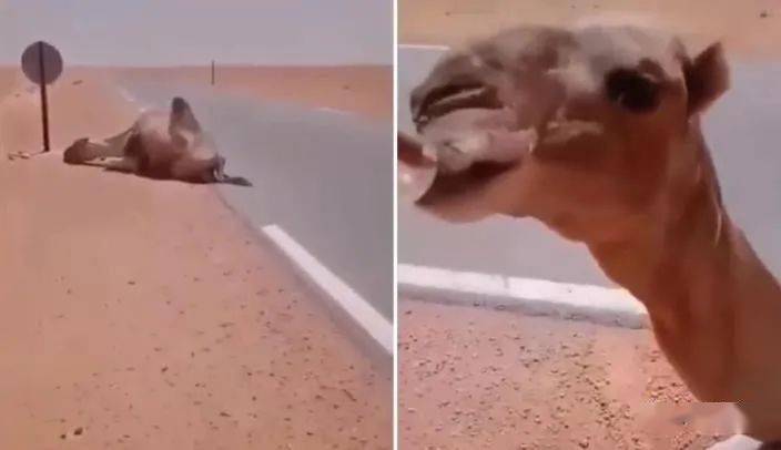 北非一头骆驼晕在路边，是被高温热晕的，当地气温达到60摄氏度