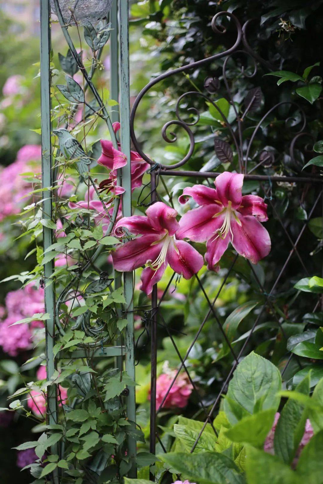 光切花可不够你种过15米高的庭院百合么