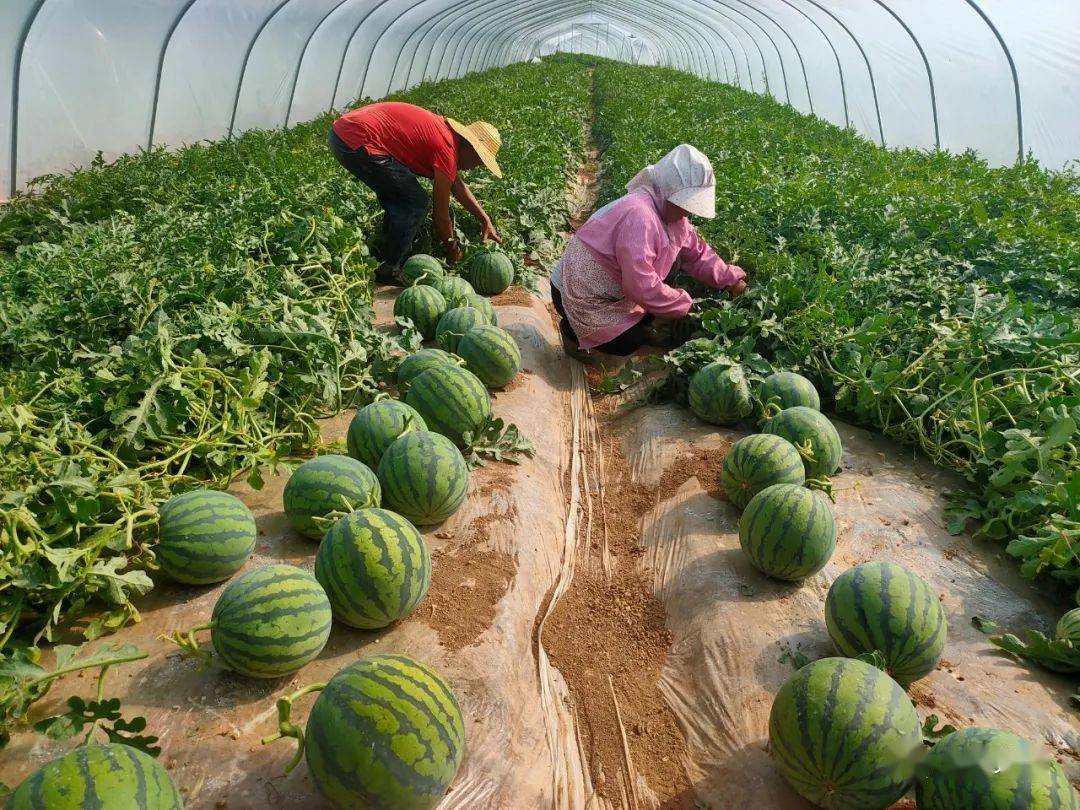 上良镇麒麟西瓜开园喽群众增收门路广