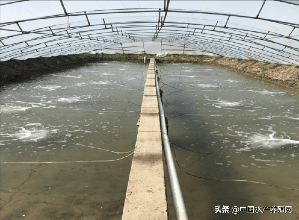 厉害了200万的对虾消费市场需求挣大钱的小棚模式能否复制