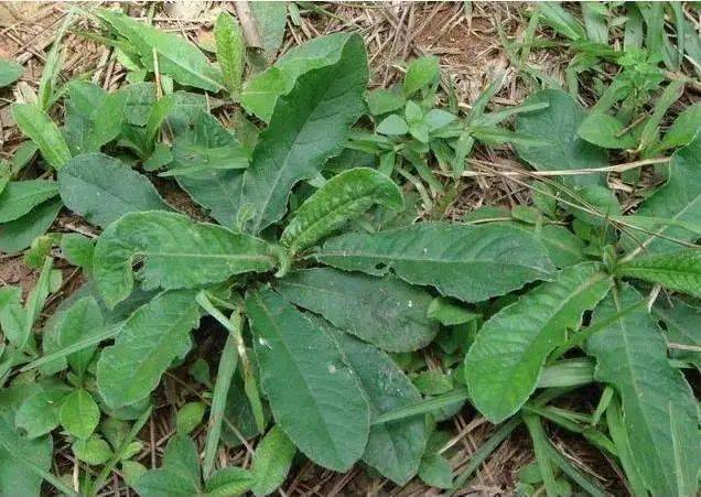 这种在湛江农村常见的野草被称为土人参你吃过吗