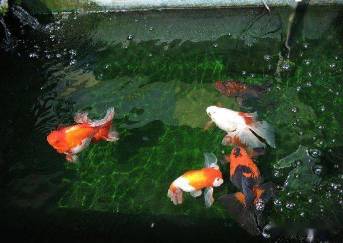 巨型金鱼有多大 一只手呀抓不下 水池 巨型金鱼有多大 一只手呀抓不下 水池