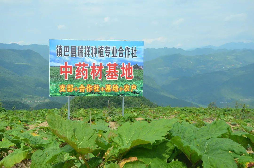建功十四五"——镇巴聚力打造全链式中医药健康产业园_中药材