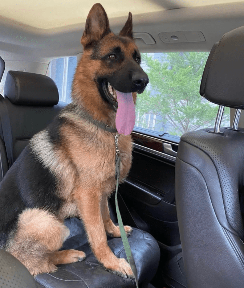 昨晚,一只名叫siri的金毛在托运死亡过程中死亡的消息,瞬间冲上热搜.