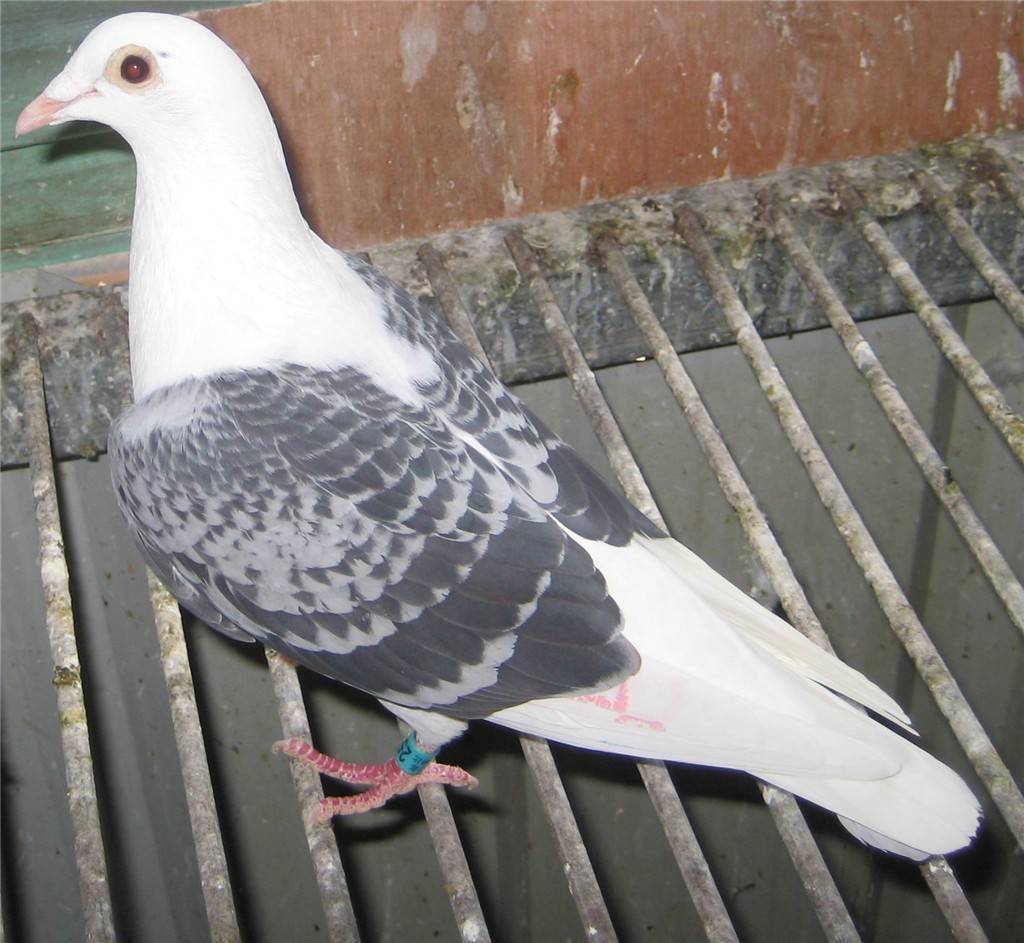 什么样的鸽子在现在的短距离赛事中比较能飞好?