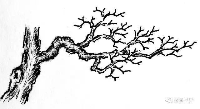 鸡爪枝(如图⑤),其枝形有序,密而不繁,刚劲节曲,枝节相对粗短,主次脉