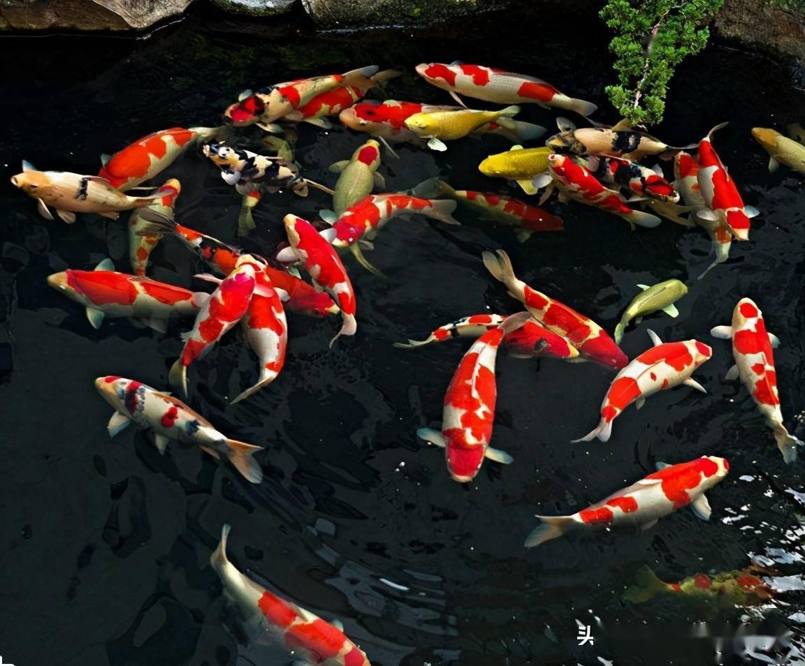 「绿水青山」厉害了!攀钢钒冷轧废水养活观赏鱼