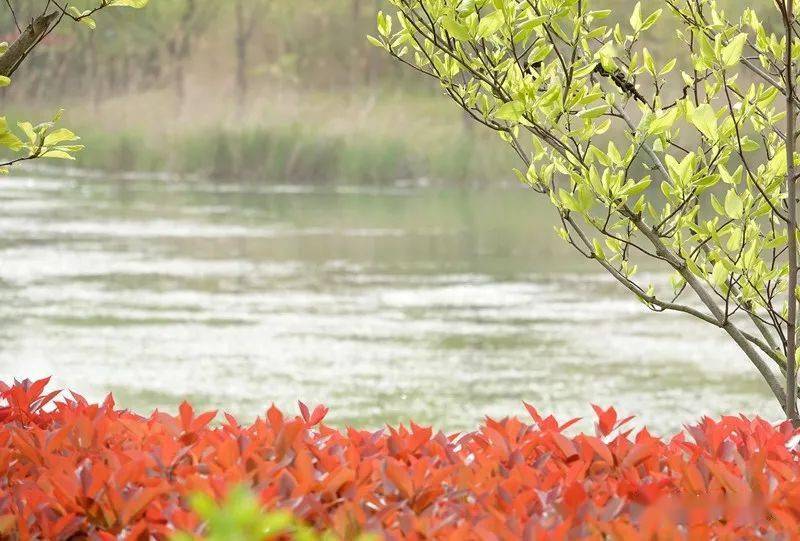 遊覽響水湖公園,體驗蘇北大平原的清涼夏天_響水縣