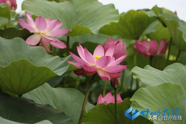 张掖甘州：映日荷花别样红 盛夏赏荷正当时