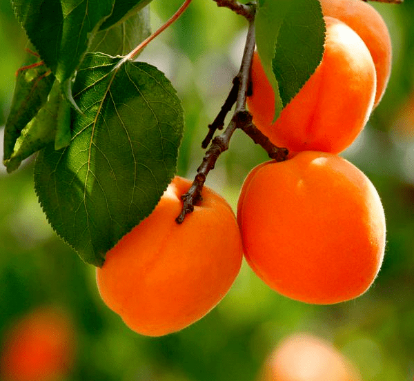 云州区杏果采摘节进入高潮,赶快预约!_活动