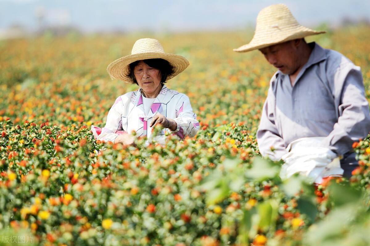 農業農村部辦公廳近日發佈關於全國農民合作社質量提升整縣推進試點