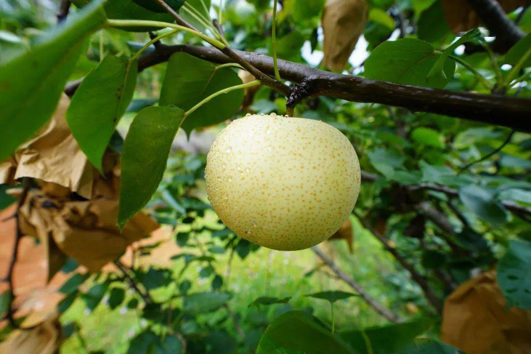 周末时分爽脆多汁的青花梨一口甜进心坎里