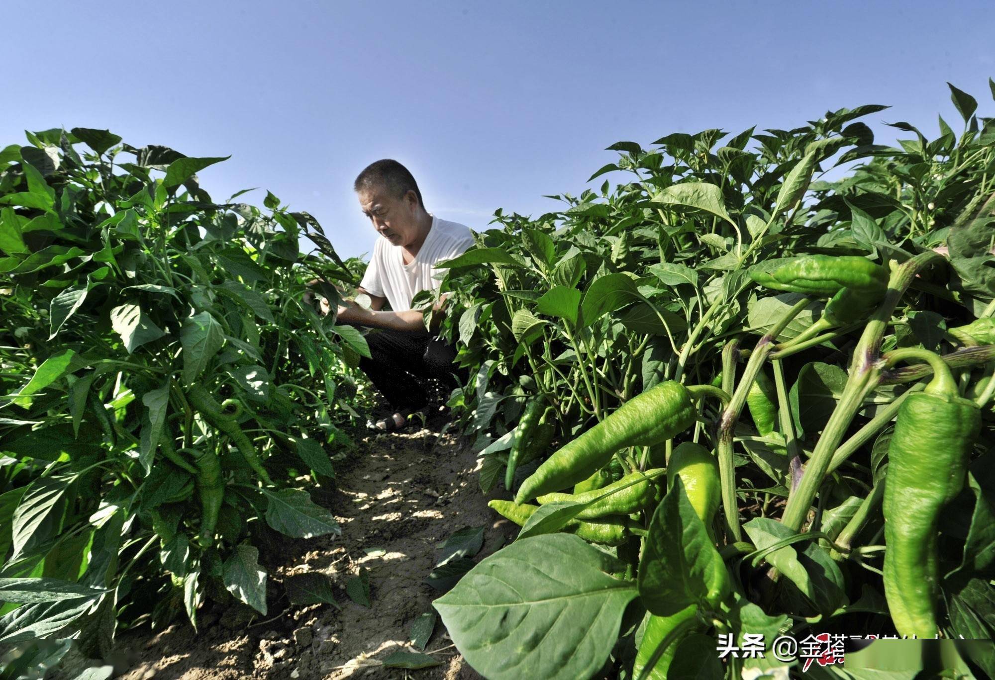 走进乡村看小康丨新疆沙湾市安集海镇:"辣椒之乡"的热辣和甜蜜