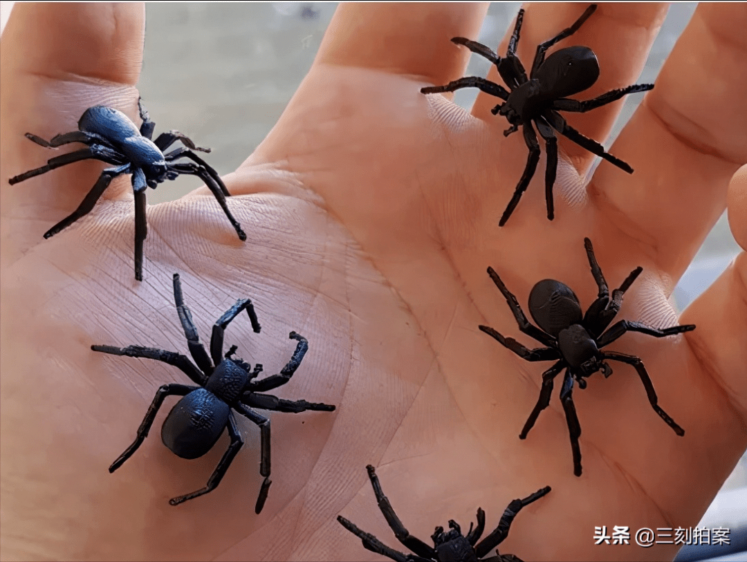 奇奇怪怪的宠物们 蜘蛛